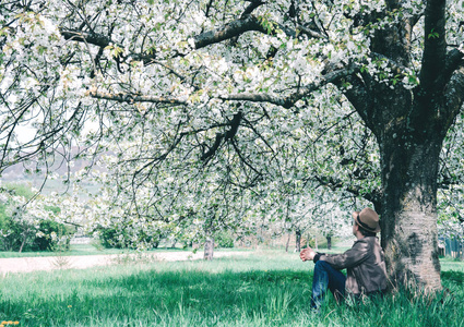 一个年轻的时髦之间的樱桃开花在公园里