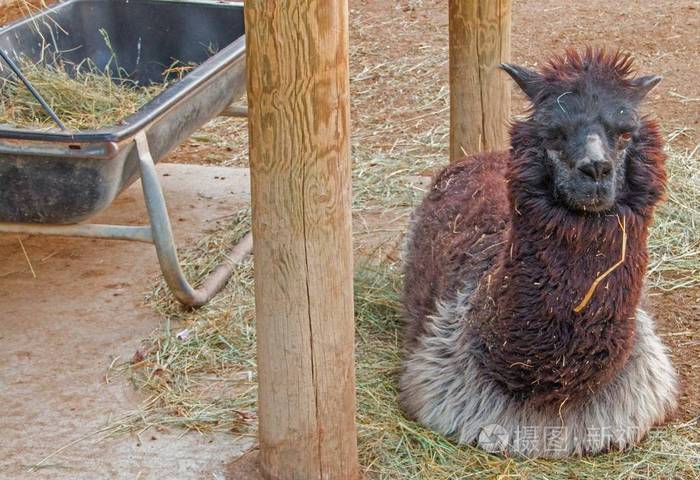 南达科塔苏瀑布大平原动物园是一个家庭法郎照片 正版商用图片0ui7fi 摄图新视界