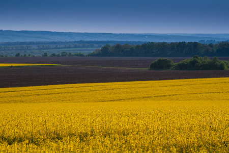 领域的明亮黄色油菜花的春天图片