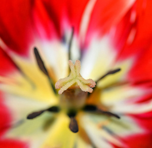 郁金香花近了。红色郁金香花的中心部分的宏观相片与雄蕊。春季花卉背景