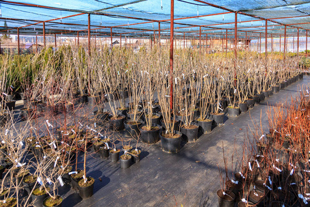 苗圃苗木出售各种苗木的农场照片