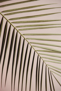 棕榈叶。风格的照片在香草色调