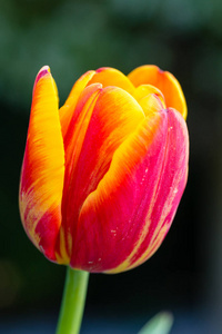 美丽的郁金香特写, 春天的花朵郁金香盛开在花园里