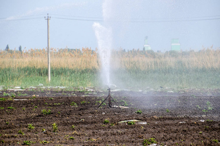 灌溉系统在外地的瓜。浇地。自动喷水灭火