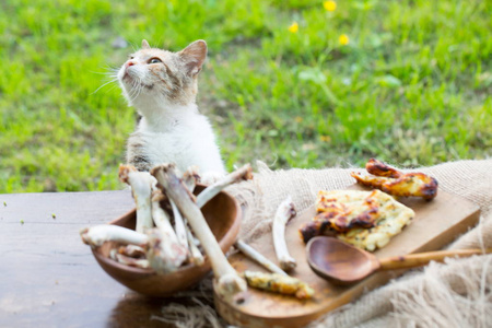 无家可归的猫在野餐桌上偷食物
