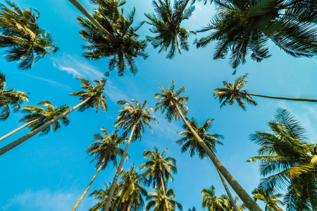 美丽的椰子棕榈树在蔚蓝的天空