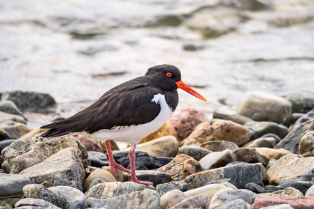 欧亚 OystercatcherHaematopus ostralegus鸻鸟行走在石头上特写照片在北挪威 Kwaloy