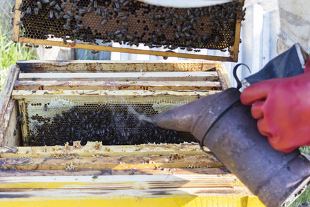 养蜂人正在蜂房的蜜蜂和蜂巢上工作。养蜂烟熏蜂吸烟者