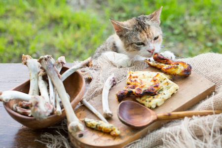 无家可归的猫在野餐桌上偷食物