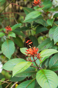 叶子上 heliconius melpomene 蝴蝶特写