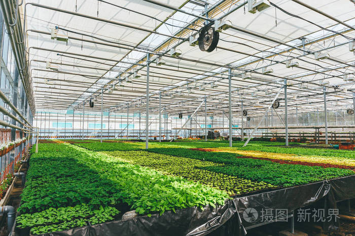 现代水培温室苗圃或温室园艺用观赏植物和花卉种植 工业园艺照片 正版商用图片0uigxy 摄图新视界