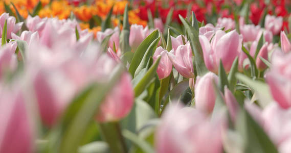 七彩郁金香花卉公园