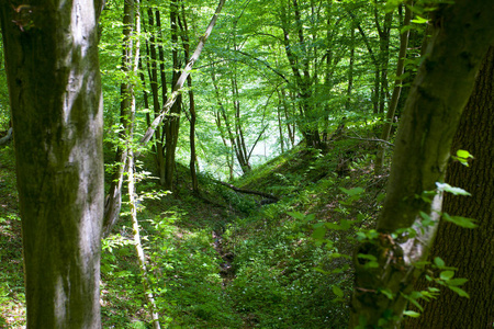 美丽的绿色山森林在波兰