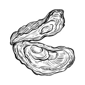 牡蛎壳图片-牡蛎壳素材-牡蛎壳插画-摄图新视界