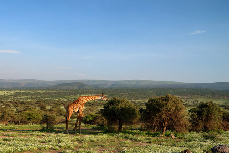 马赛长颈鹿在萨凡纳吃树叶图片