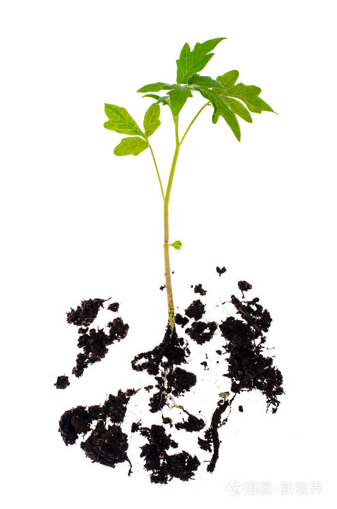 番茄幼苗小苗栽培技术