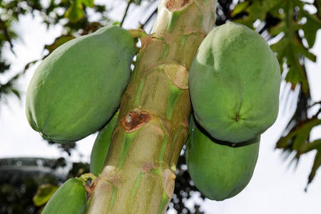 塞舌尔树上的木瓜果实生长