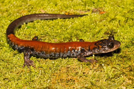 Yonahlossee SalamanderPlethodon Yonahlossee