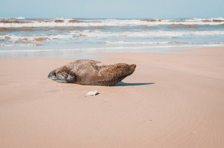 上的小海狮在厄瓜多尔加拉帕戈斯国家公园西班牙岛的沙滩上休息的