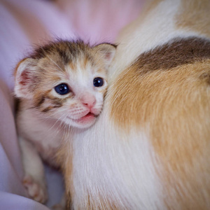 小猫和妈妈猫动物