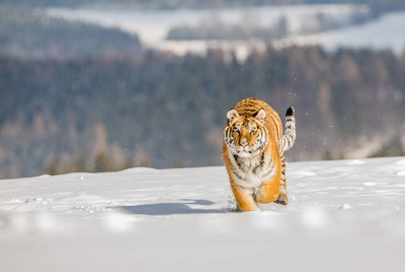 老虎在猎物后面奔跑。在寒冷的冬天在 tajga 狩猎猎物。老虎在野生冬天自然。行动野生动物现场, 危险动物。俄罗斯 tajga 