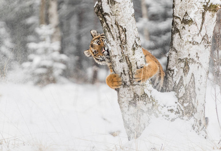 老虎爬上猎物后面的树。在寒冷的冬天猎杀树上的猎物。老虎在野生的性质。行动野生动物现场, 危险动物。俄罗斯 tajga 的雪花与美