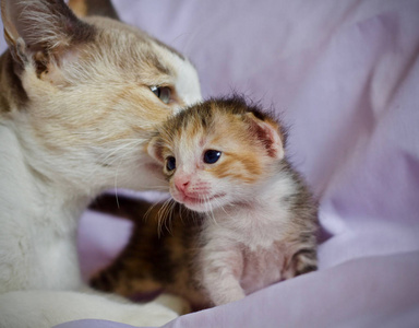 小猫和妈妈猫动物