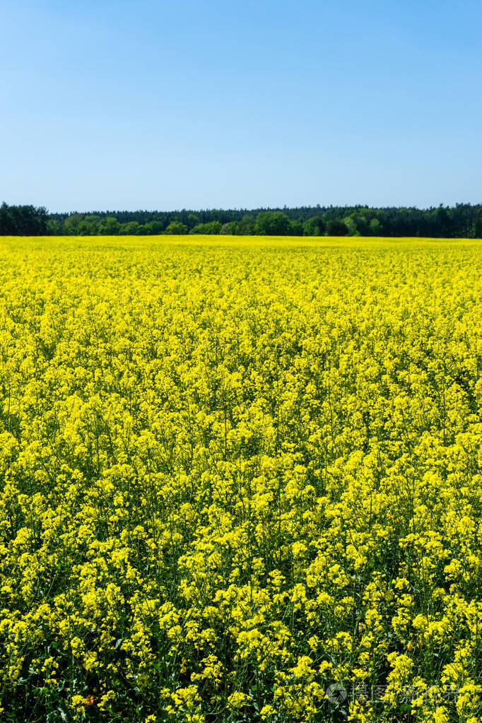 大领域与油菜籽植物填满充分的前景.植物有许多明亮的黄色绽放.
