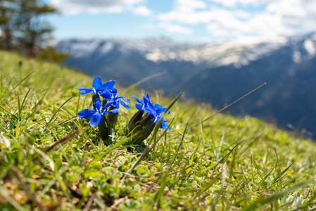 明亮的蓝色野花盛开在山草甸