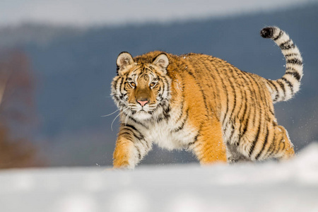老虎在野生冬天自然.行动野生动物现场, 危险动物.俄罗斯 tajga 照片