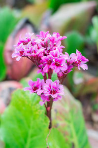 春季 ofbergenia 茜草 Purpureaflowering 穗的特写