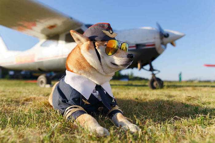 犬狗的滑稽相片在机场飞行员西装