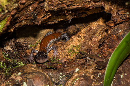 Yonahlossee SalamanderPlethodon Yonahlossee