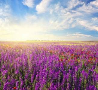草甸的春天紫罗兰色的花朵。美丽的自然风景