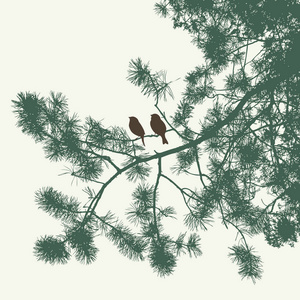 云杉树枝上的麻雀