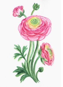 石龙芮花粉红色与茎, 叶和芽, 水彩图画在白色背景, 隔绝