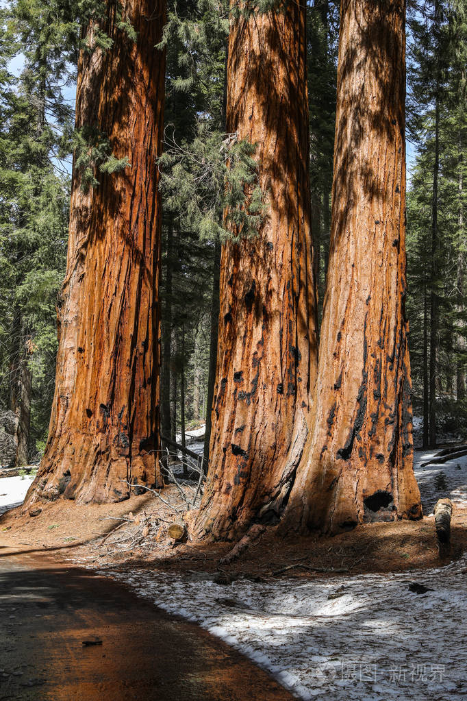 加利福尼亚州红杉国家公园的巨型红杉树