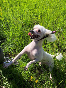 滑稽的狗马耳他夏天在公园里