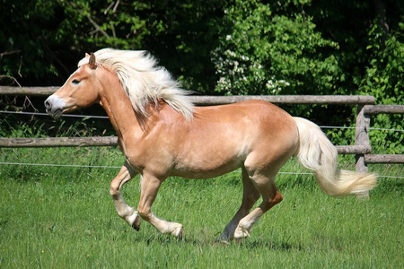 美丽的 haflinger 马跑在一个围场在阳光下