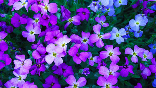 花园花坛里五颜六色的 aubrieta