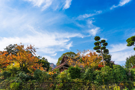 森林风景。在日本箱根森林中的建筑景观。复制文本空间