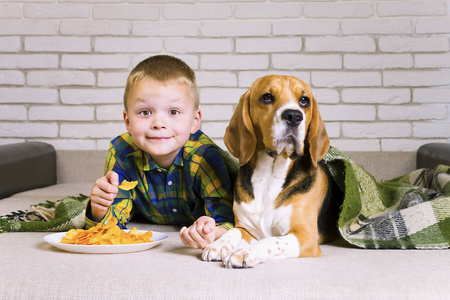 滑稽的男孩和狗猎犬吃薯条在沙发在房间里