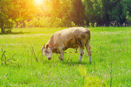 认养一头牛图片