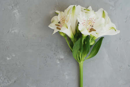 白alstroemeria 春夏花灰色质感水泥背景照片 正版商用图片0uj6bl 摄图新视界