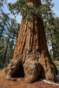 加利福尼亚州红杉国家公园的巨型红杉树