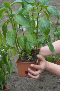 辣椒在花园中的种植育苗