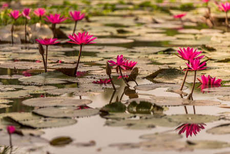 湄公河三角洲的睡莲