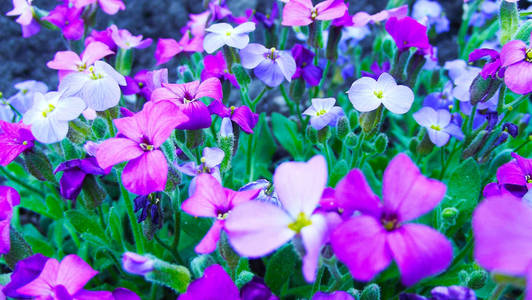 花园花坛里五颜六色的 aubrieta