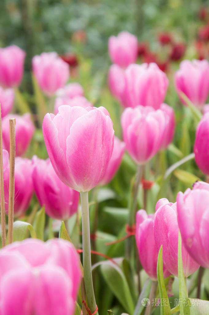 粉红色郁金香花花园, 郁金香盛开在花园里