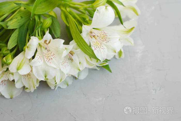 白alstroemeria 春夏花灰色质感水泥背景照片 正版商用图片0uj6bl 摄图新视界